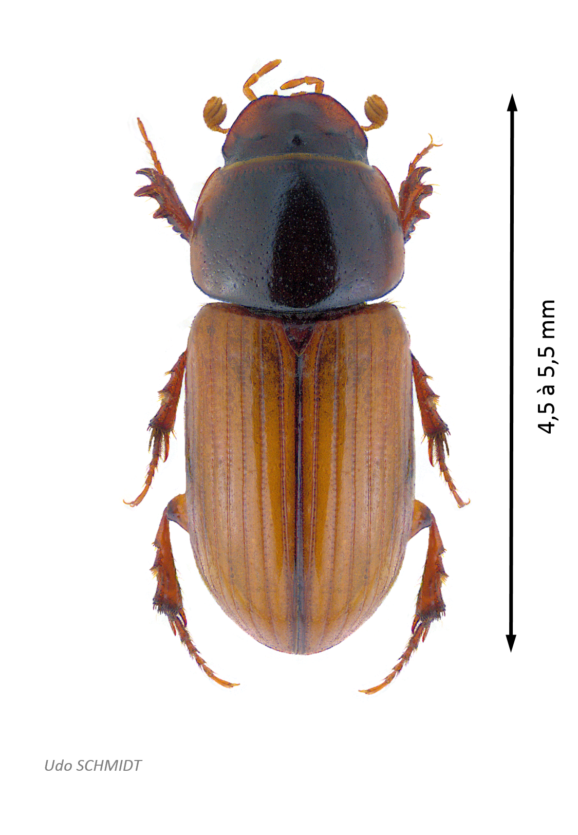 Bodiloides ictericus ictericus.png